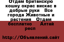 Отдам британскую кошку окрас вискас в добрые руки - Все города Животные и растения » Отдам бесплатно   . Алтай респ.